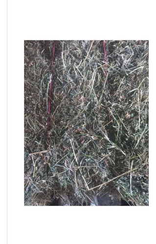 Alfalfa 0