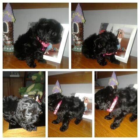 Caniches Mini  Especial 0