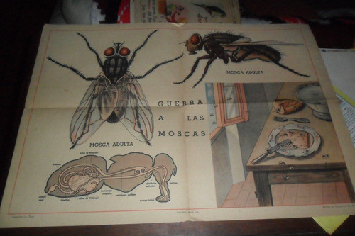 La Mosca Antigua Lamina Poster 0