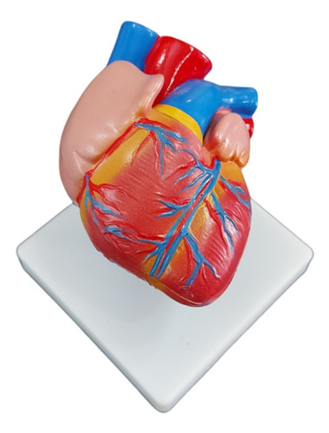 Modelo De Corazón Tamaño Natural, Disectible En 2. 0