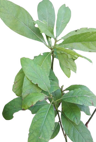 Planta Arbol Palta. 0