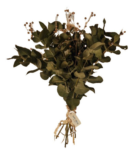 Ramo Flores Secas Eucalipto Naturales Deco Preservadas 0