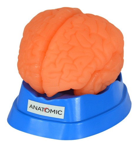 Cérebro Humano Em 9 Pts Modelo Anatomia 0