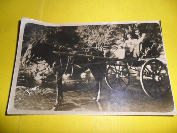 Antigua Foto Fotografia Carro Carrito Sulky Caballo Jardiner 0