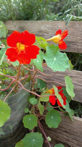 Tacos De Reina Cultivo Orgánico Plantas Flores Comestibles 0 Tacos De Reina Cultivo Orgánico Plantas Flores Comestibles 0