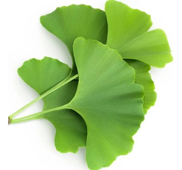 Planta Árbol Ornamental Medicinal Ginkgo Biloba 0