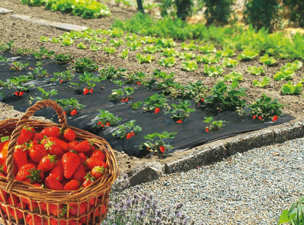Mulchingn Nylon Negro Para Piso Lechuga, Frutilla 0