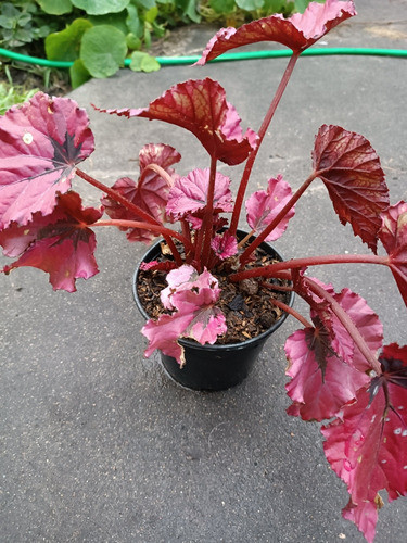 Begoña Rex Bordeaux 0