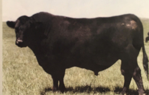 100 Dosis Semen Bovino - Angus 0