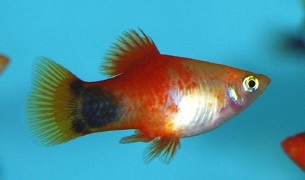 Platy Surtido Super Hot Sale De Mundo Acuatico 0