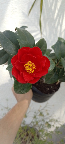 Camelia Camelia 0