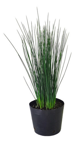 Juncos Azules - Ideal Jardines Estanques - Envíos 0