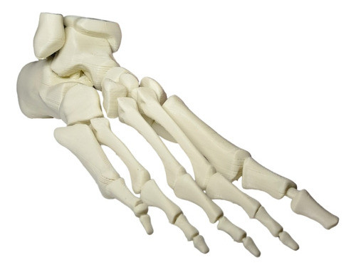 Hueso Del Pie Humano - Anatomía - Maqueta -  Educativo 0