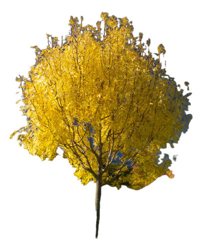 Arce Amarillo 0