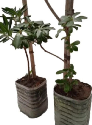 Azarero, Planta - Arbol ( Para Conocedores ) No Hago Envios 0