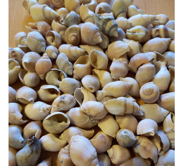 Lote De 120 Caracoles Marinos Pequeños P/ Decoracion 0