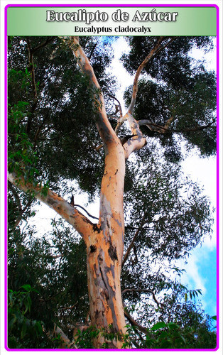 Semillas De Eucalipto De Azúcar (eucalyptus Cladocalyx) 0