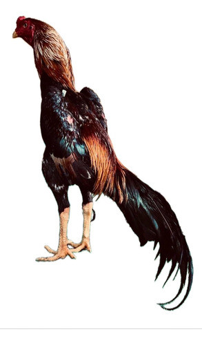6 Ovos De Galo Índio Genética Altamente Apurada 0
