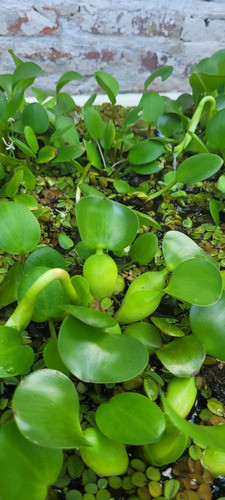 Camalote Mediano Aprox 13cm 0