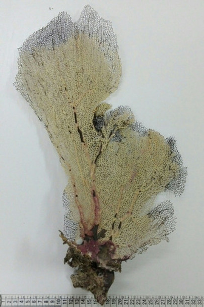 Coral Marino Gorgonia Caracol Pecera Baño 0 Coral Marino Gorgonia Caracol Pecera Baño 0