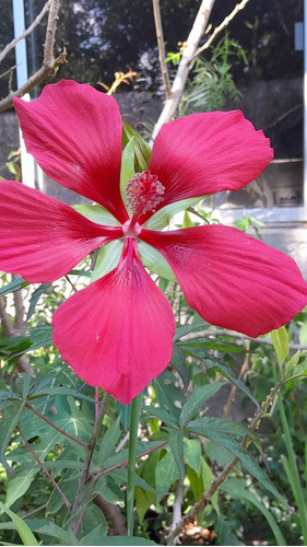 Semillas De Hibiscos Coccineus 0