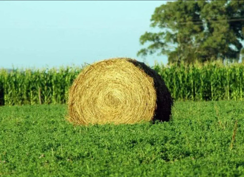 Rollos De Alfalfa 0