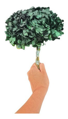 Flor De Hortência Verde Seca Natural Decoração 0