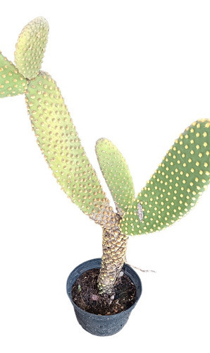 Cactus Oreja De Mickey 0