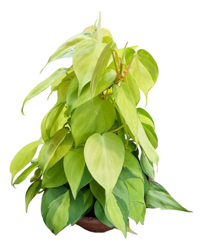 Planta Potus !! 0