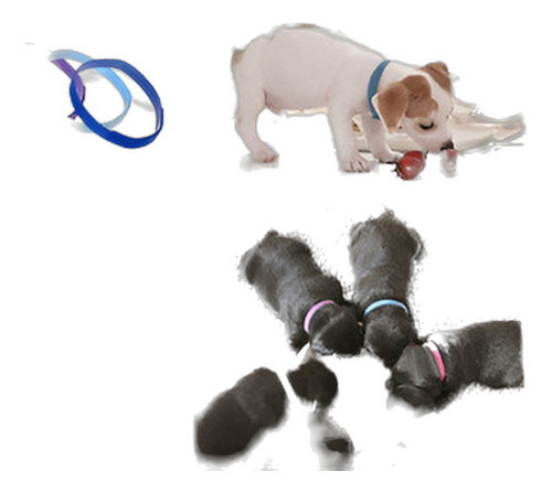 12 Colores De Identificación Id Collares Bandas Parto Cachor 0