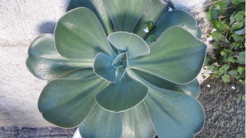 Suculenta Echeveria Gigantea 0