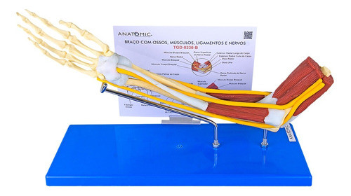 Braço Com Ossos, Músculos, Ligamentos E Nervos 0