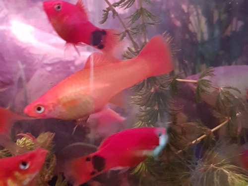 Pez Espada Rojo 0
