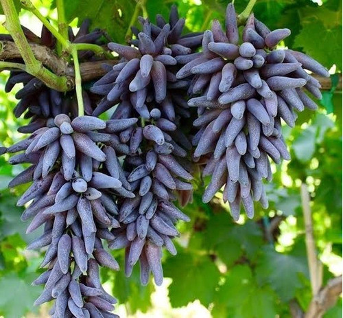 Mudas Uva Dedo De Moça 0