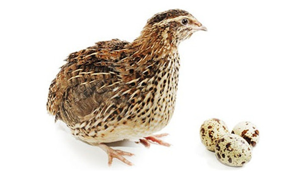 5 Kg Ración Ponedora Postura De Huevos Codornices Codorniz 0