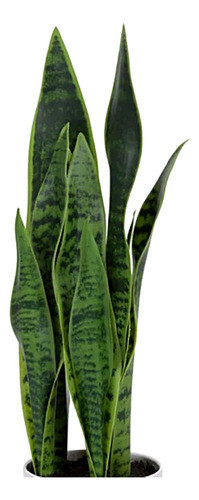 Plantas De Espada De San Jorge Sanseviera 0