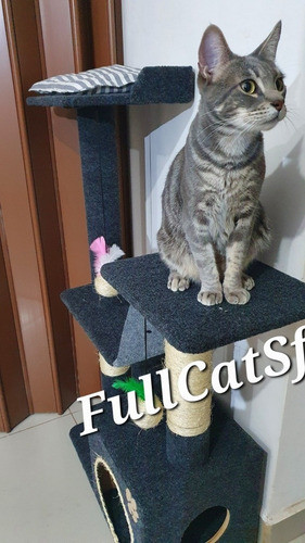 Rascador /gimnasio Para Gatos  - Muy Resistentes!! 0