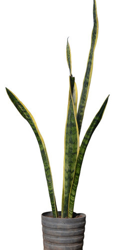 is yucca cane toxic to cats 6-8 FT Yucca Cane