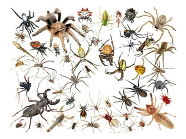 Arañas Tipos - Insectos Zoología - Lámina 45x30 Cm. 0