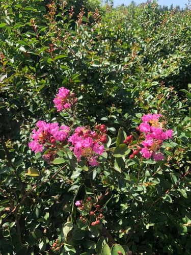 Espumilla 0