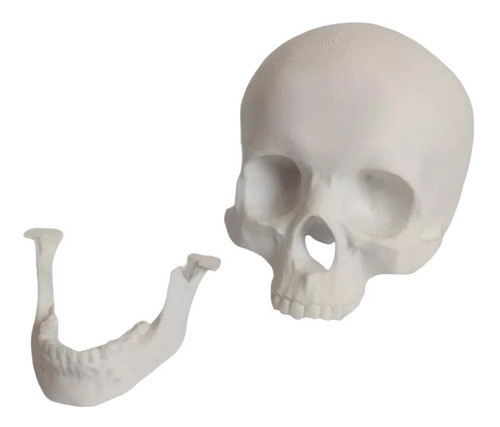Craneo Humano Mandíbula Separada En 3d 3dimpressions 0