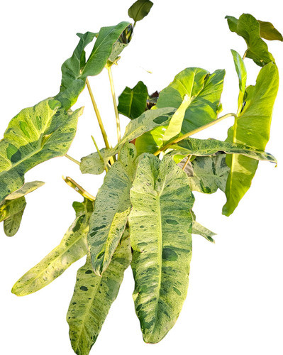 Philodendron Paraiso Verde 0