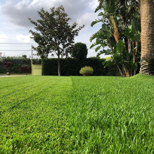 10m²césped Axonopus 0
