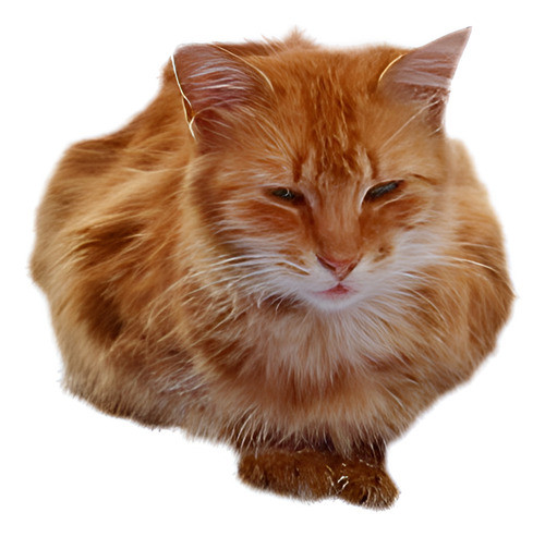 Temperatura Constante Para Mascotas Perro Gato Dormir Calefa 0