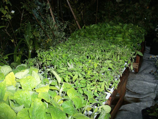Plantines De Huerta De Acelga Almacigo Por 104unidades 0
