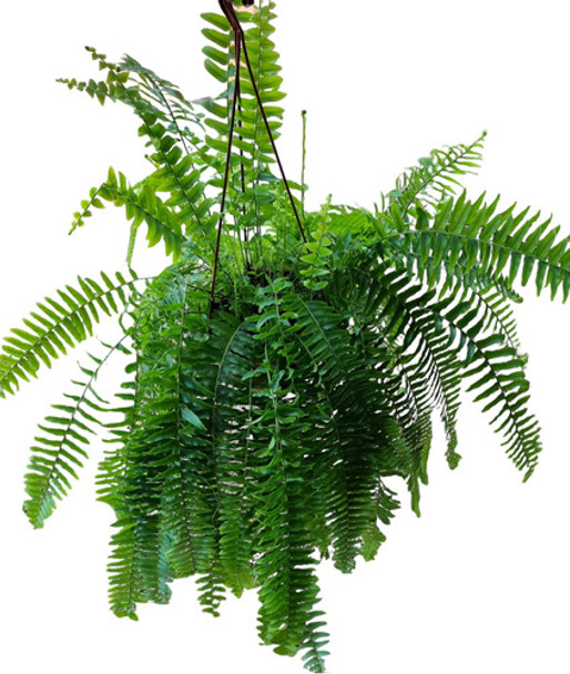 Helechos Colgante !!! 0