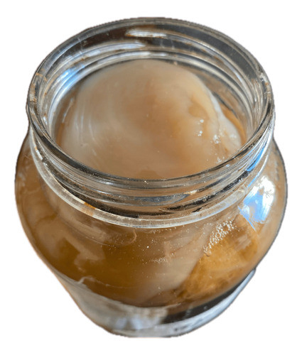 Scoby Kombucha Con Té De Arranque Madre 0