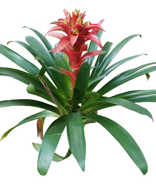 Planta Bromelia Envío Gratis 0 Planta Bromelia Envío Gratis 0