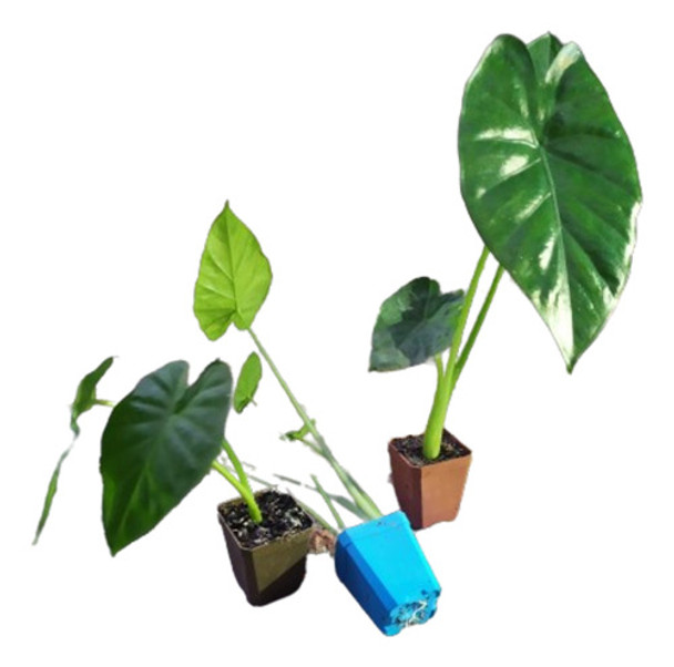 Planta Alocasia Oreja De Elefante Chica 0 Planta Alocasia Oreja De Elefante Chica 0