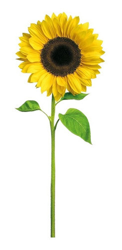 Indicador Girassol Mt4 ( Super Lucrativo$$$) 0